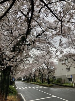 桜の木の下で、高まるわぁ