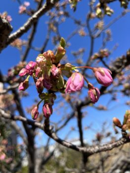 桜