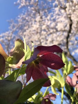 桜開花とともに睡魔におそわれるワ・タ・シ