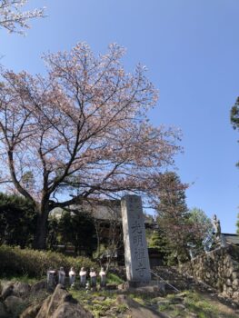 父の故郷の桜