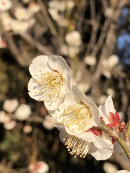 梅の花が開花ｼﾃ｡｡｡