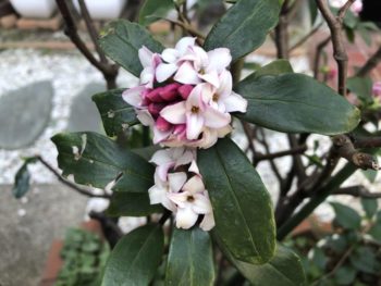 沈丁花の花香に誘われて