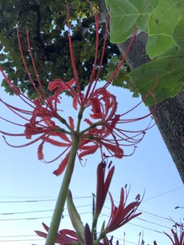 白い彼岸花とやま柿