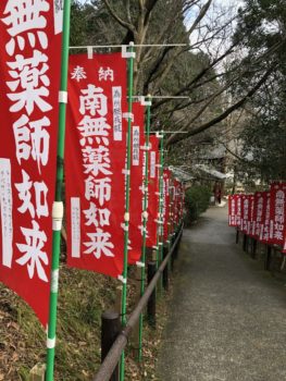 ドライブで発見！「ミツマタの花」