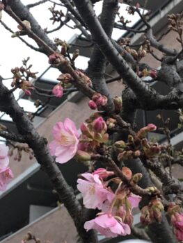 河津桜が咲いたよ🎵