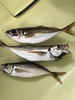 黄金アジ釣り